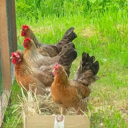 Buntes Moor Grasberg