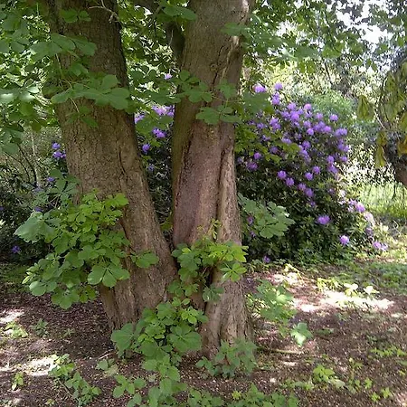 Buntes Moor
