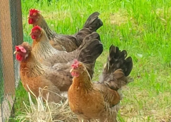 Buntes Moor Grasberg